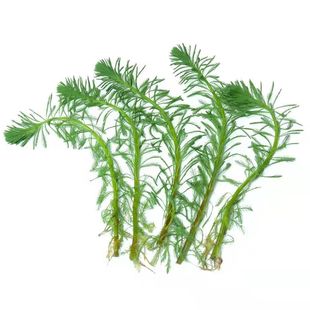 狐尾藻水草植物沼泽净水养殖水培鱼缸净化过滤水质养鱼龟淡水造景