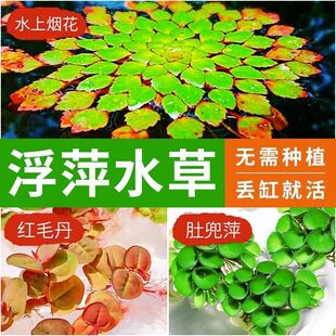 浮萍水草水上烟花鱼缸造景养龟净化水质水肚兜萍红毛丹水培微景观