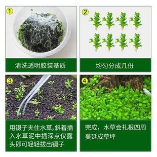 鹿角苔珍珠莫斯水草无菌杯鱼缸造景懒人活体阴性前景草新手增氧