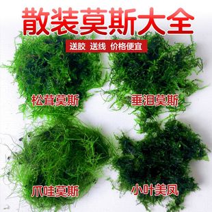 散装莫斯水草垂泪美凤松茸阴性鱼缸造景增氧虾躲避爬地矮珍珠草坪