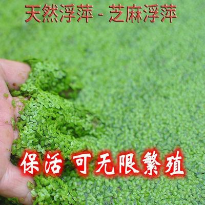 小叶芝麻浮萍养鱼养龟水