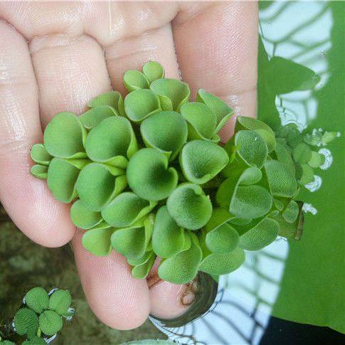 水草活体圆心萍肚兜萍槐叶萍紫背萍水族箱鱼缸浮萍浮性净化水质,宠物/宠物食品及用品,造景/装饰,淘宝优惠券,粉丝福利购,淘宝优惠卷