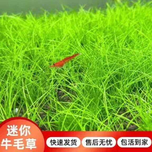 正宗迷你牛毛无菌杯 无需二氧化碳无菌无藻无螺diy牛毛水草毡造景,鲜花速递/花卉仿真/绿植园艺,海藻球,淘宝优惠券,粉丝福利购,淘宝优惠卷