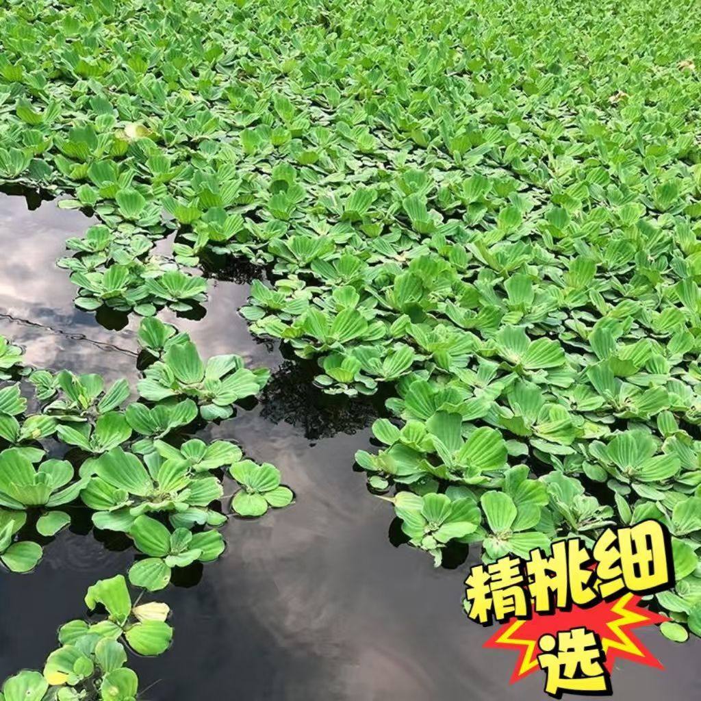 水芙蓉净化水葫芦植物水生植物养鱼造景养虾水草水培浮萍,鲜花速递/花卉仿真/绿植园艺,海藻球,淘宝优惠券,粉丝福利购,淘宝优惠卷