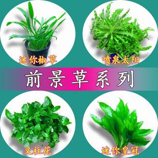 前景草合集鱼缸草坪活体水草爬地矮珍珠迷你矮牛毛叉柱花喷泉太阳