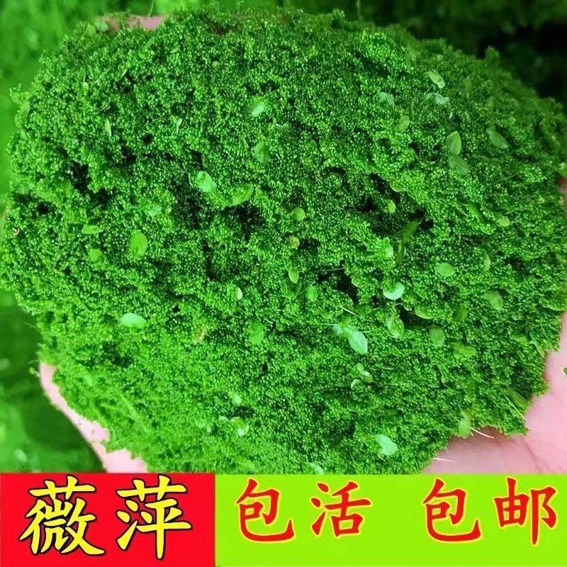 浮萍无根萍初生幼鱼苗天然饲料萍卵萍蛋萍春微萍幼萍池塘养殖水草,宠物/宠物食品及用品,造景/装饰,淘宝优惠券,粉丝福利购,淘宝优惠卷