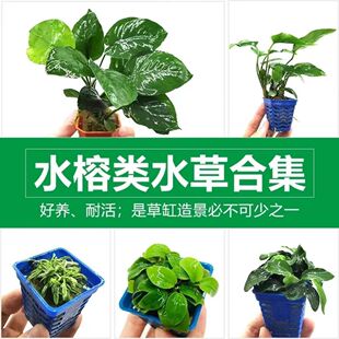 大叶榕水榕沉木懒人淡水鱼缸中后景水草增氧活体阴性植物造景套餐