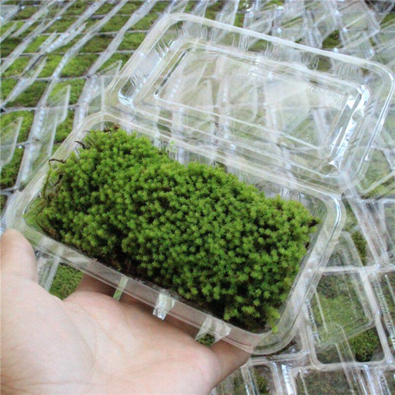 鲜活苔藓微景观植物白发藓生态瓶DIY水陆雨林缸盆载铺面造景青苔,鲜花速递/花卉仿真/绿植园艺,海藻球,淘宝优惠券,粉丝福利购,淘宝优惠卷