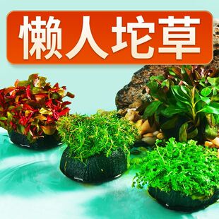 入门级懒人水草组合套餐增氧坨草鱼缸坨草植物庭院净化水质沉水