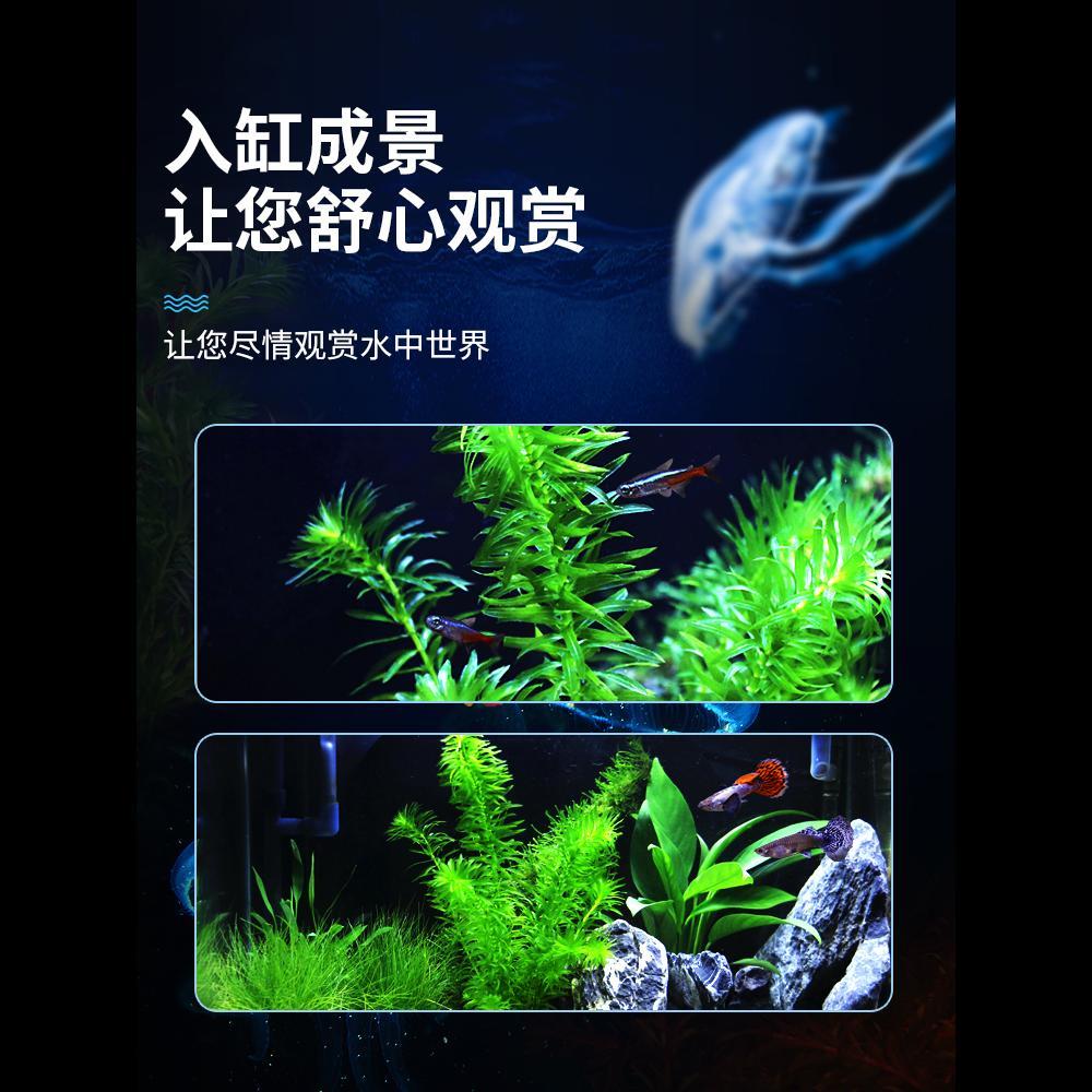鱼缸造景后景真水草活体瓶蜈蚣草缸装饰金鱼藻类植物有茎类 - 实物图