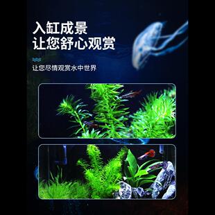鱼缸造景后景真水草活体瓶蜈蚣草缸装饰金鱼藻类植物有茎类