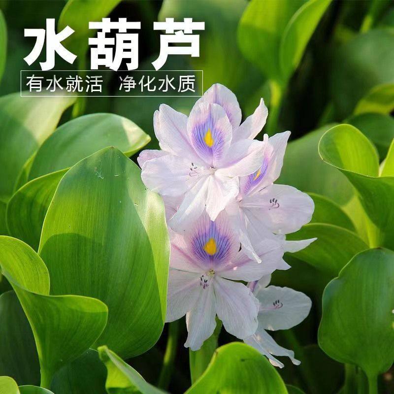 水浮莲水葫芦养鱼浮萍水草净化水质养龟养鱼造景庭院水池水生植物,宠物/宠物食品及用品,造景/装饰,淘宝优惠券,粉丝福利购,淘宝优惠卷