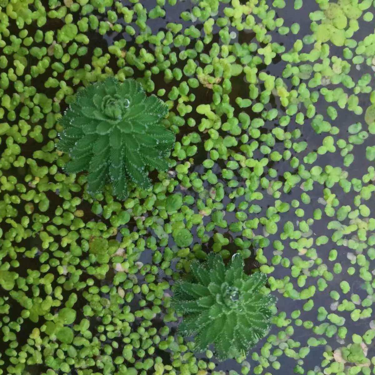 小叶浮萍芝麻浮萍水草鱼草鱼缸装饰池塘观赏懒人水生水养鲜活植物,宠物/宠物食品及用品,造景/装饰,淘宝优惠券,粉丝福利购,淘宝优惠卷