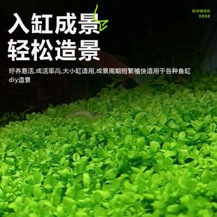 前景爬地矮珍珠无菌杯鱼缸造景水草懒人植物速成阴性净化淡水增氧