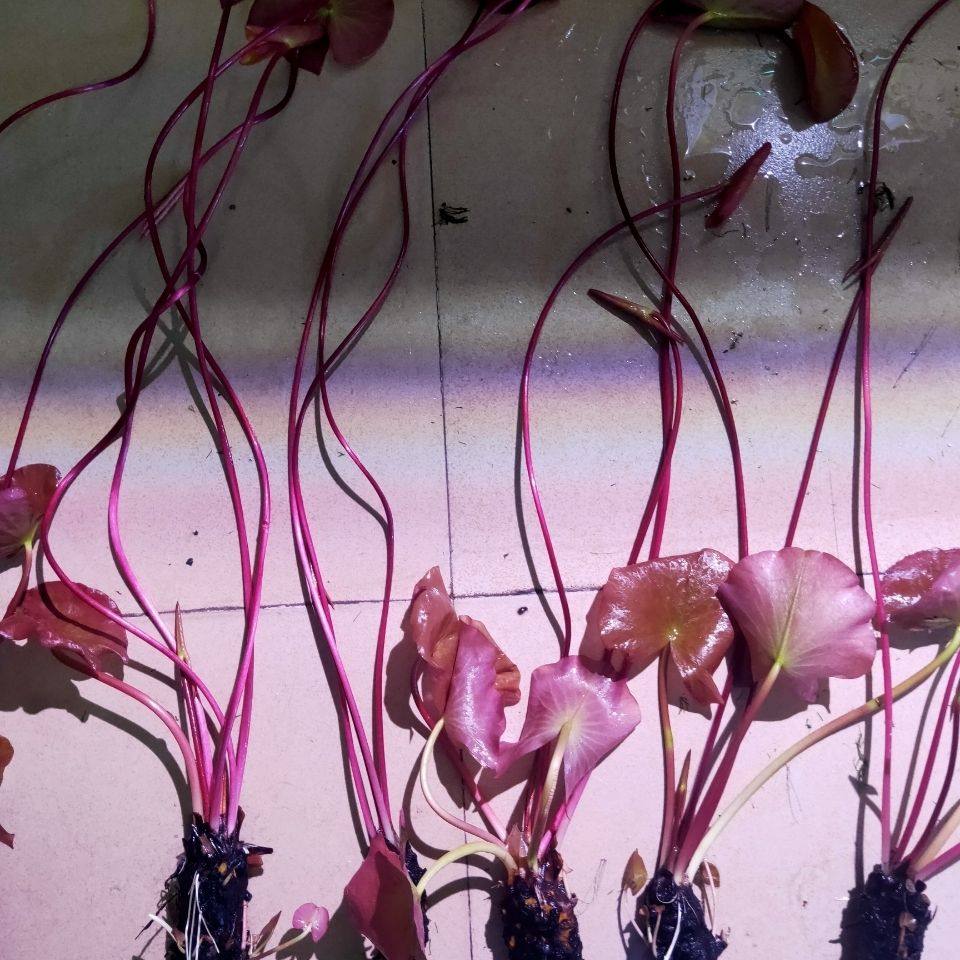 鱼缸水草红河根 清河根水草睡莲鱼缸造景阴性懒人造景南美缸造景,宠物/宠物食品及用品,造景/装饰,淘宝优惠券,粉丝福利购,淘宝优惠卷