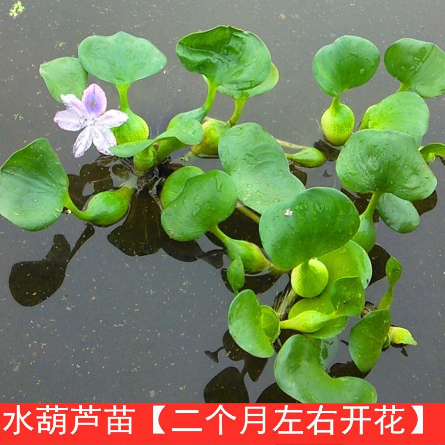 水葫芦浮萍养龟水草种净化水质水培花卉水生植物苗鱼缸装饰造景