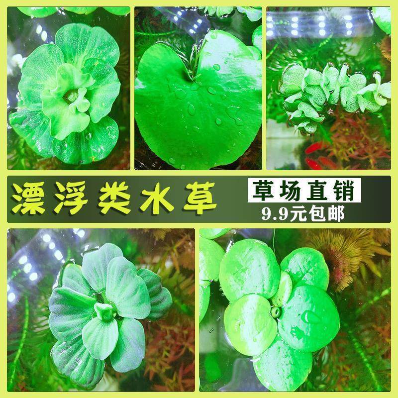 水草鱼缸造景浮萍有根活净化水质微景观水培水生绿植鱼池四季,宠物/宠物食品及用品,造景/装饰,淘宝优惠券,粉丝福利购,淘宝优惠卷