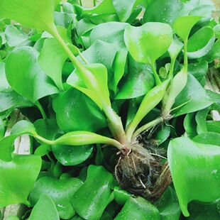 水培水葫芦净化水质养鱼养龟养虾养蛙池塘绿化庭院造景花期5-9月