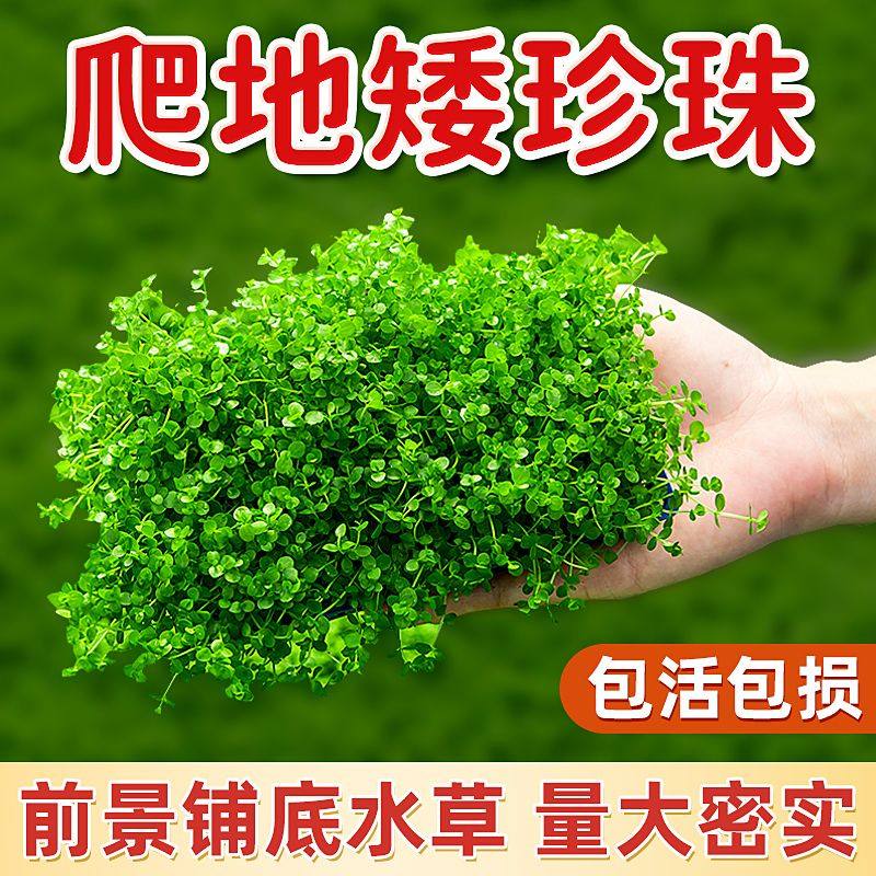 爬地矮珍珠鱼缸造景无菌杯趴地迷你小坨水草植物淡水鲜活增氧真草,鲜花速递/花卉仿真/绿植园艺,海藻球,淘宝优惠券,粉丝福利购,淘宝优惠卷