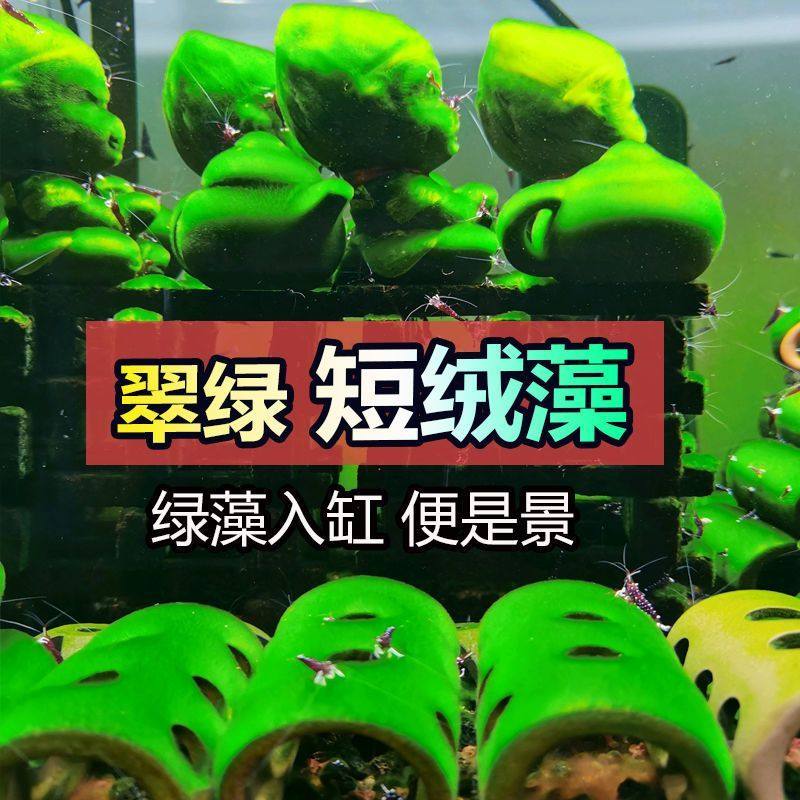 兰寿藻种浓缩活长绒藻短绒绿毛绿地毯小球藻孢子缸苔藓爆藻绿水藻,鲜花速递/花卉仿真/绿植园艺,海藻球,淘宝优惠券,粉丝福利购,淘宝优惠卷