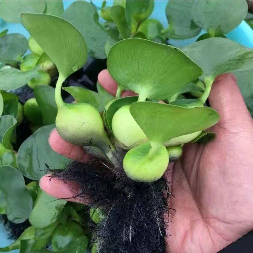 水葫芦凤眼蓝水浮莲净化水质水生水培水养植物养鱼养乌龟鱼缸造景,鲜花速递/花卉仿真/绿植园艺,海藻球,淘宝优惠券,粉丝福利购,淘宝优惠卷