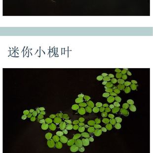 槐叶萍鱼缸浮萍水草造景活体植物养不死增氧微景观净化水质能繁殖