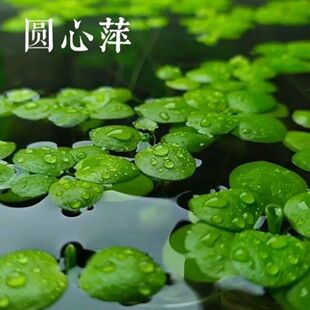 水草浮萍圆心萍净化水质水培绿植庭院办公室鱼虾龟缸造景漂浮水草