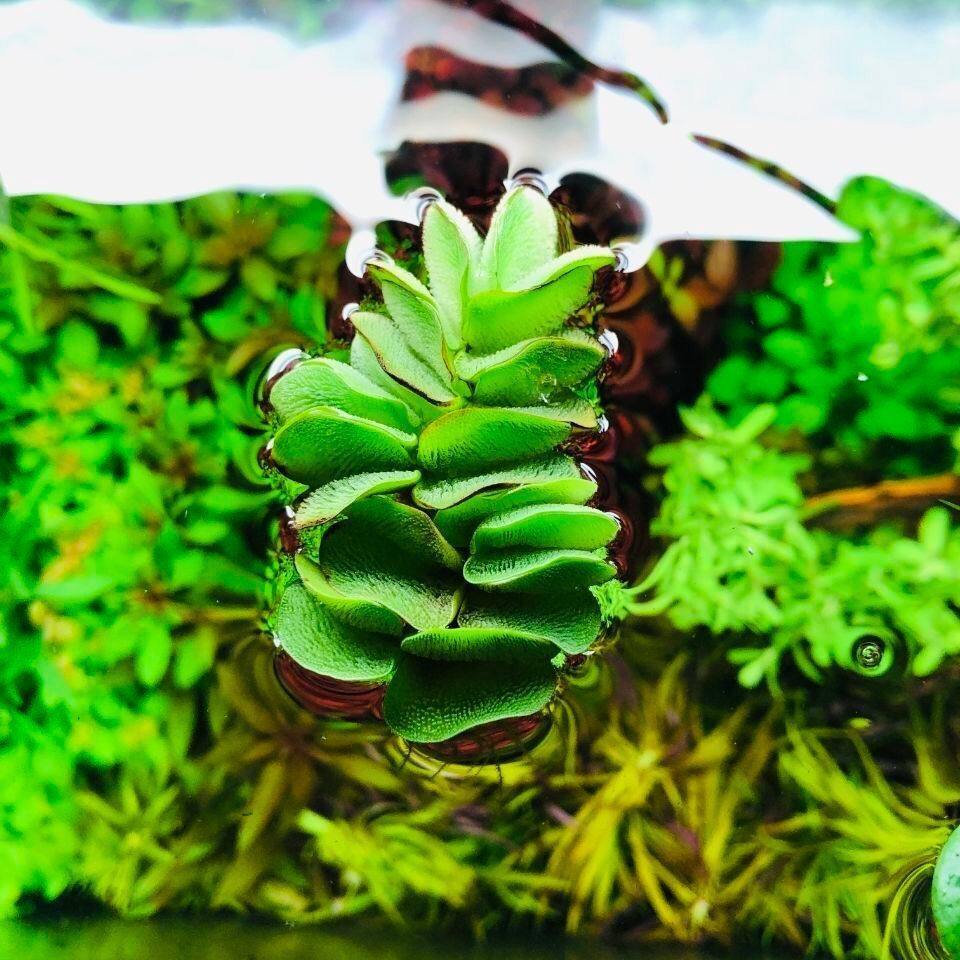 红毛丹浮萍水浮莲水草水生植物池塘鱼缸造景养殖净化水质水培水草,宠物/宠物食品及用品,造景/装饰,淘宝优惠券,粉丝福利购,淘宝优惠卷