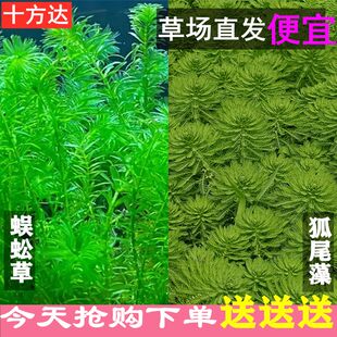 蜈蚣草净水真水草净水植物狐尾藻淡水养龟鱼缸造景增氧懒人绿植物