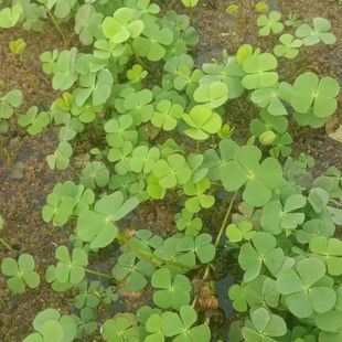 新鲜四叶萍田字草四叶草 水草 夜夜合 浮萍草 水萍草干货清火野生