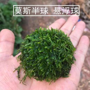 岩块定植莫斯活体水草散装鱼缸淡水植物沉木杜鹃根石片