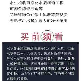 水葫芦自然好养水生植物 净化水质 养鱼养虾养龟鱼缸造景水培植物