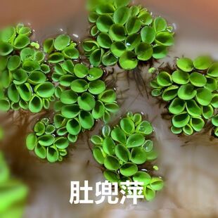 浮萍水草肚兜萍养鱼龟缸造景鱼缸真水草除No3净化水质水族箱造景