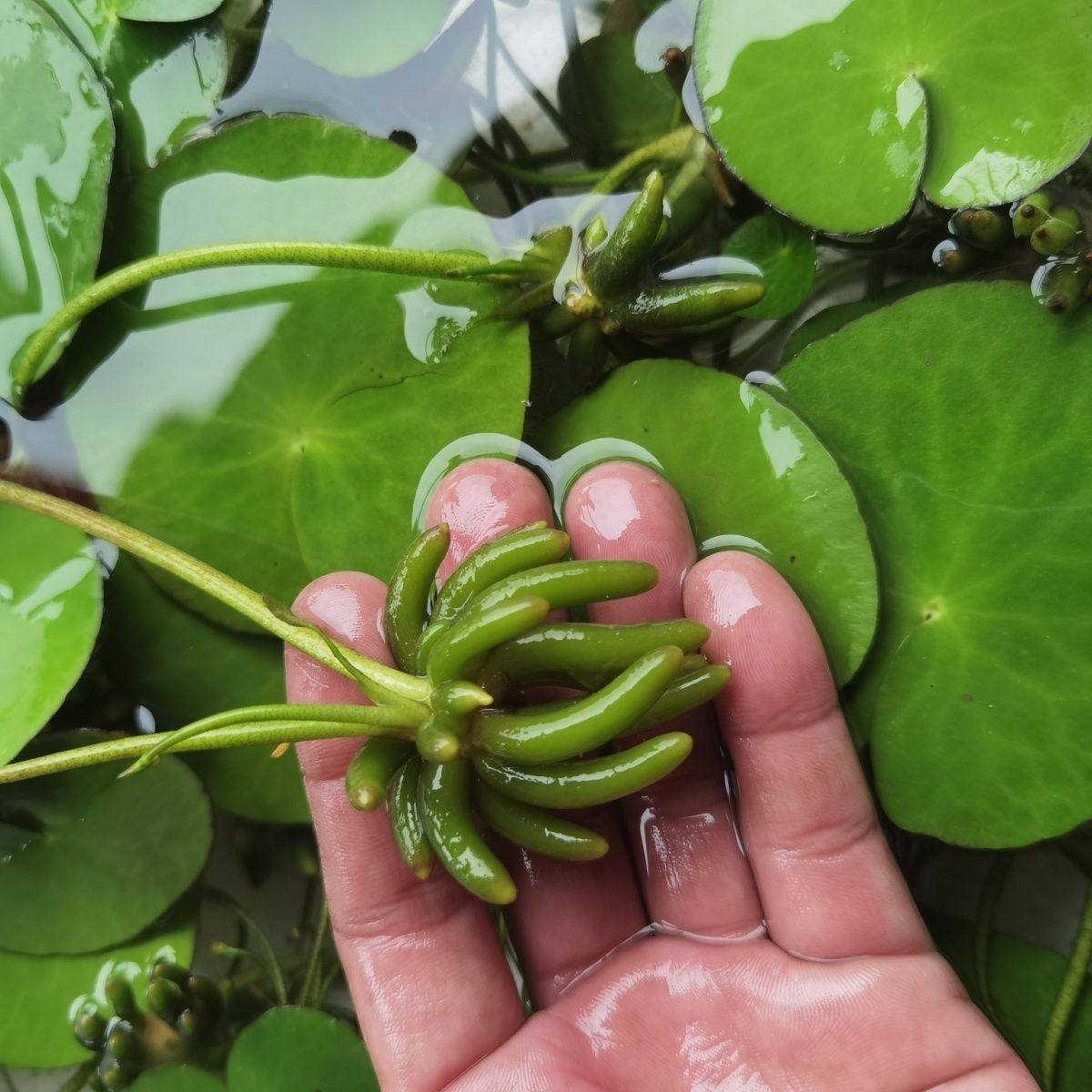 水生香蕉草水培净化水质鲜活生植物增氧绿植水草办公室鱼缸装饰,宠物/宠物食品及用品,造景/装饰,淘宝优惠券,粉丝福利购,淘宝优惠卷