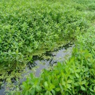 水花生浮萍水草养鱼龟缸造景鱼缸真水草除No3净化水质水族箱造景