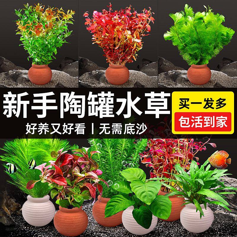 水草鱼缸造景陶罐水草室内懒人增氧阴性水培榕绿菊蜈蚣草净化套餐,鲜花速递/花卉仿真/绿植园艺,海藻球,淘宝优惠券,粉丝福利购,淘宝优惠卷