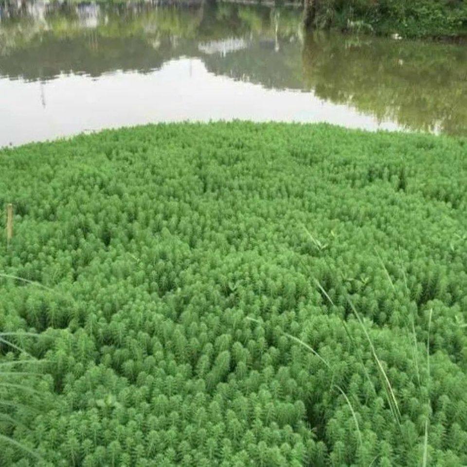 绿色狐尾藻苗养殖小龙虾蟹水培植物盆栽鱼缸水草淡水乌龟鱼缸造景,宠物/宠物食品及用品,造景/装饰,淘宝优惠券,粉丝福利购,淘宝优惠卷