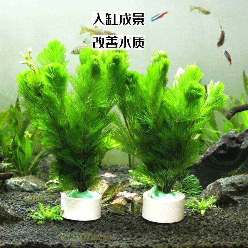 绿菊水草带环懒人水草造景后景活体水草中后景鱼虾躲避繁殖蜈蚣草,鲜花速递/花卉仿真/绿植园艺,海藻球,淘宝优惠券,粉丝福利购,淘宝优惠卷