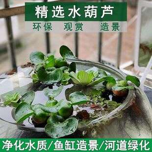 热销水葫芦浮萍水草净化水质养龟养鱼造景庭院水池水浮莲水声植物