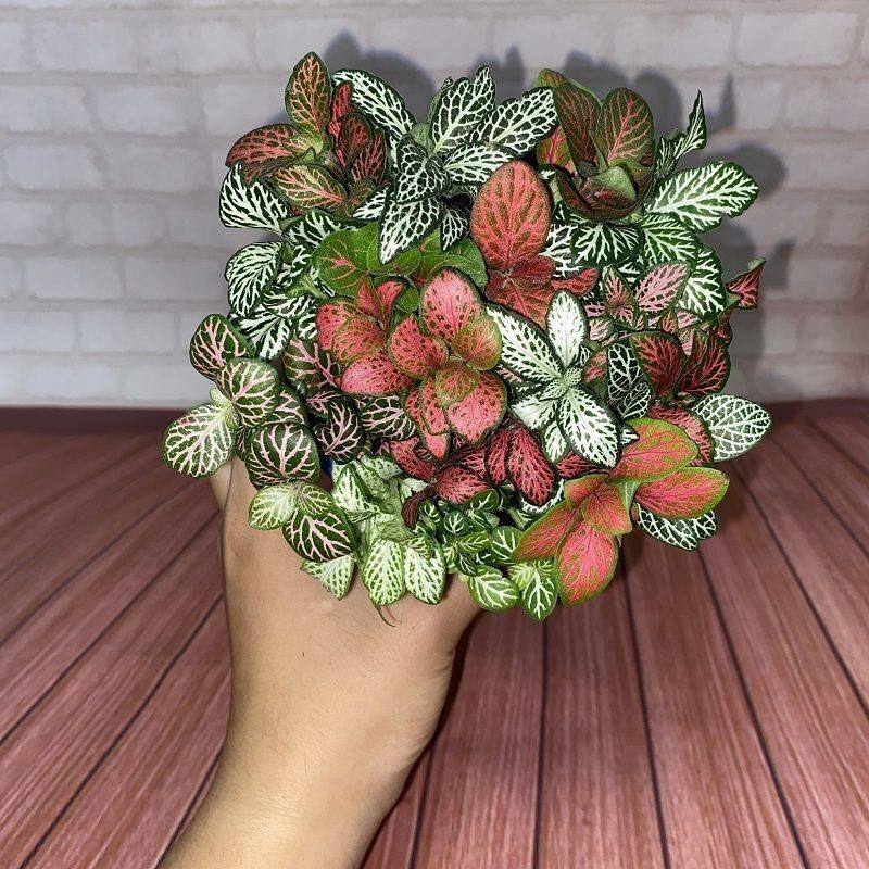 苔藓微景观DIY盆栽创意迷你植物 水陆缸造景室内花卉 单株网纹草,鲜花速递/花卉仿真/绿植园艺,海藻球,淘宝优惠券,粉丝福利购,淘宝优惠卷