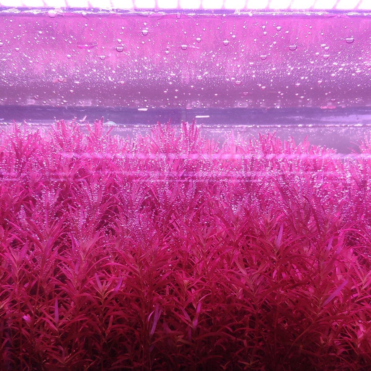 新加坡血宫廷 红宫廷水下叶鱼缸红色水草 新加坡血红宫廷植物造景