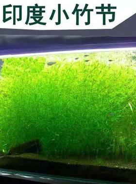 网红竹节草印度小真草净
