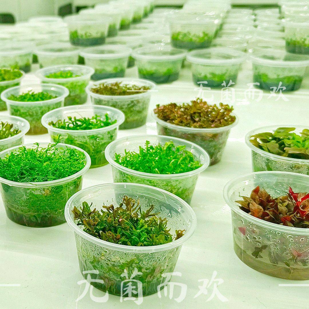 无菌杯水草鱼缸造景前中后景合集淡水水草增氧新手无碳水草植物,鲜花速递/花卉仿真/绿植园艺,海藻球,淘宝优惠券,粉丝福利购,淘宝优惠卷