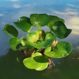 水葫芦浮萍水草净化水质养龟养鱼造景庭院水池水浮莲水声植物养殖