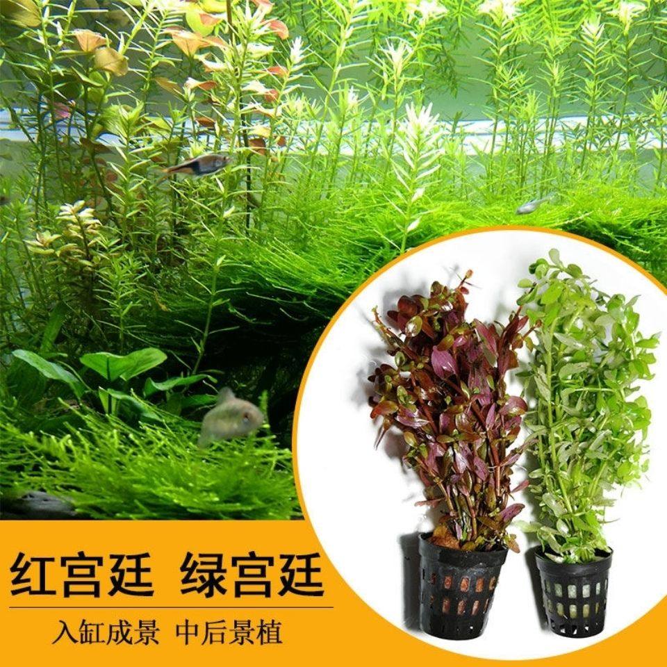 红宫廷绿宫廷绿羽水草 鱼缸造景水草全套水培懒人水草有茎类散装,宠物/宠物食品及用品,造景/装饰,淘宝优惠券,粉丝福利购,淘宝优惠卷