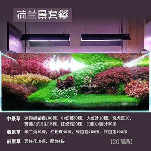 适合新手开缸40棵水草套餐荷兰景水草打头草纯水下叶 中后景水草
