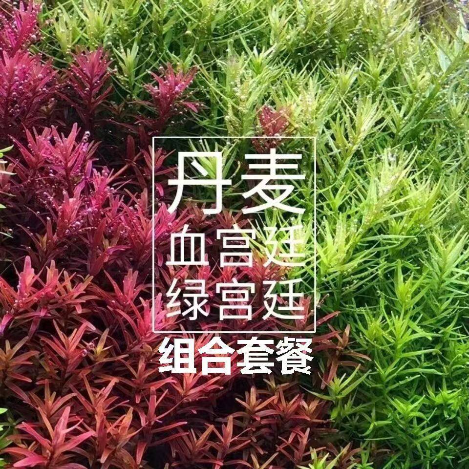 丹麦血红宫廷绿宫廷水下叶每样50棵套餐组合中景后景草荷兰景
