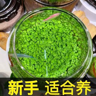 水草种子增氧造景免洗四季大小对叶鱼缸小型家用生态瓶科学五年级