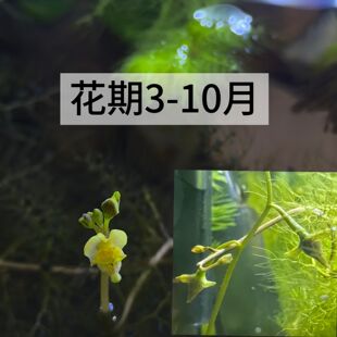 水培黄花狸藻食虫植物懒人水草水族箱鱼缸造景增氧净化水质好养活