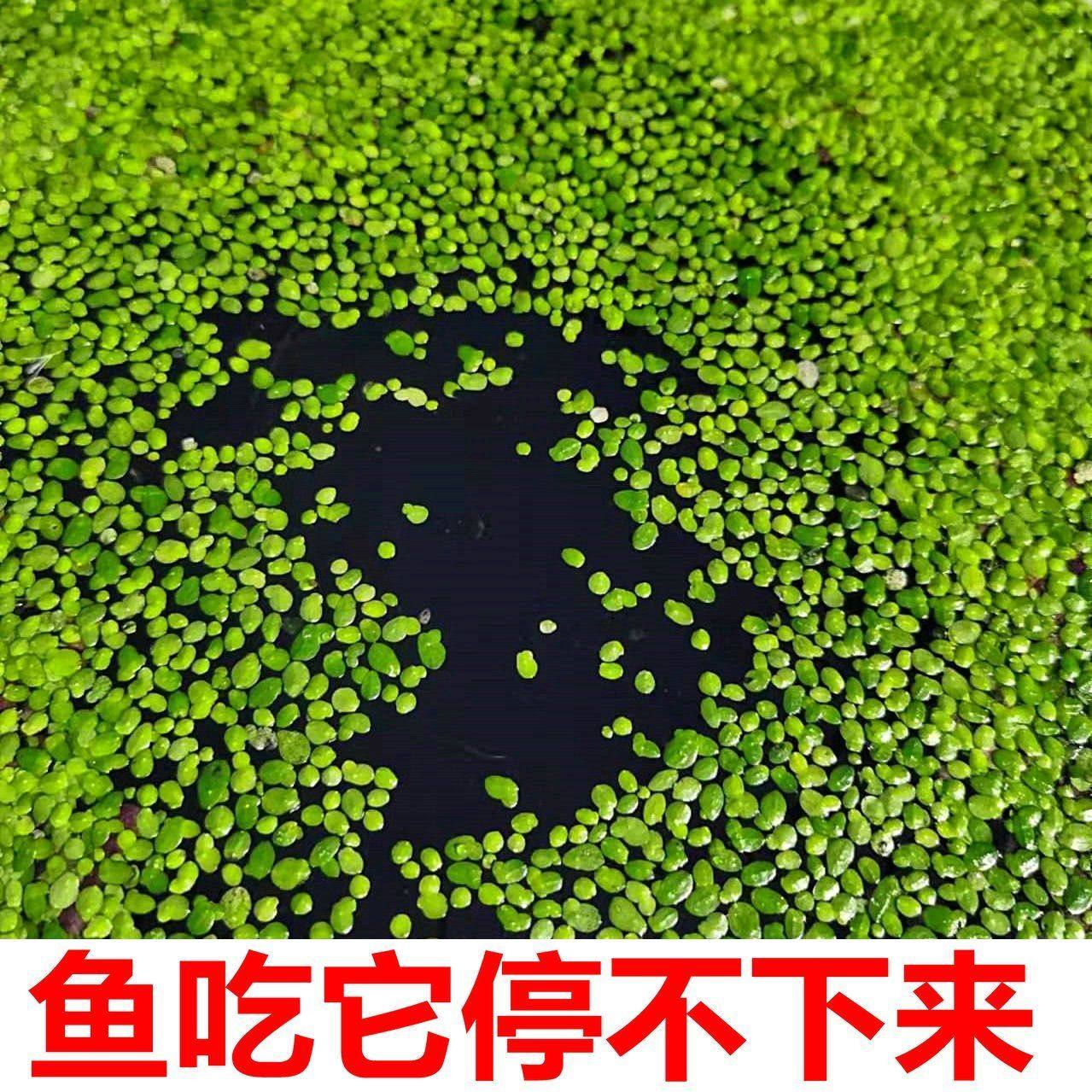 芝麻浮萍小浮萍水生植物水草景观清仓浮萍水草迷你水芙蓉净化水质,鲜花速递/花卉仿真/绿植园艺,海藻球,淘宝优惠券,粉丝福利购,淘宝优惠卷